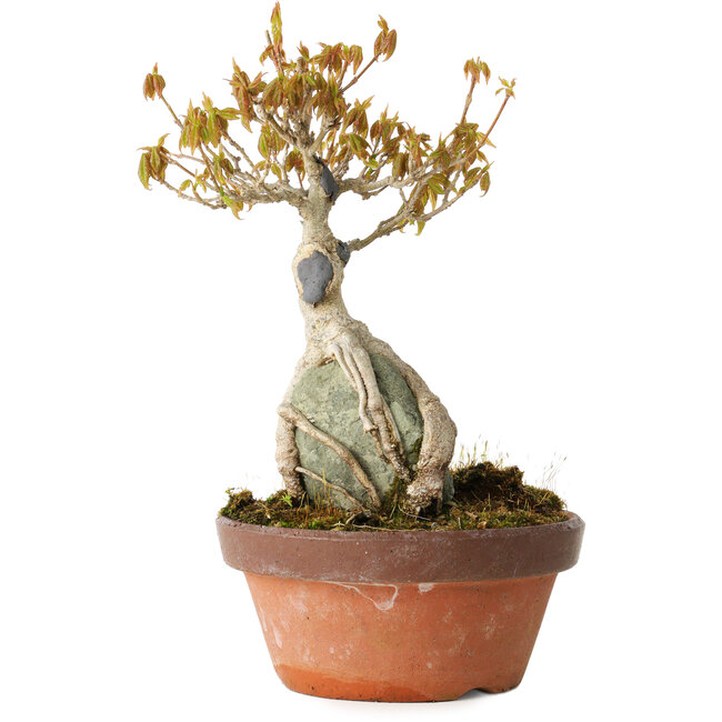 Acer buergerianum, 21 cm, ± 20 Jahre alt