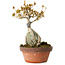 Acer buergerianum, 21 cm, ± 20 jaar oud