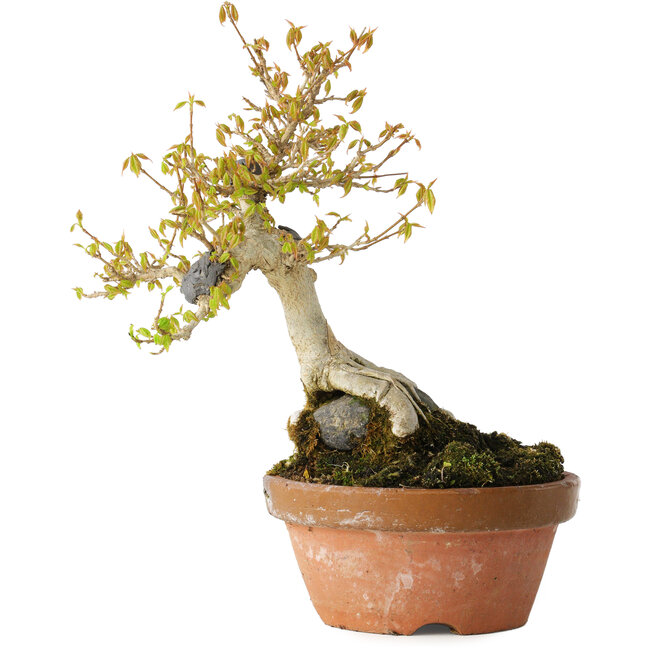 Acer buergerianum, 21 cm, ± 20 Jahre alt