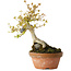 Acer buergerianum, 21 cm, ± 20 jaar oud