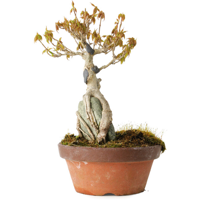 Acer buergerianum, 21 cm, ± 20 años