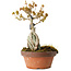 Acer buergerianum, 21 cm, ± 20 jaar oud