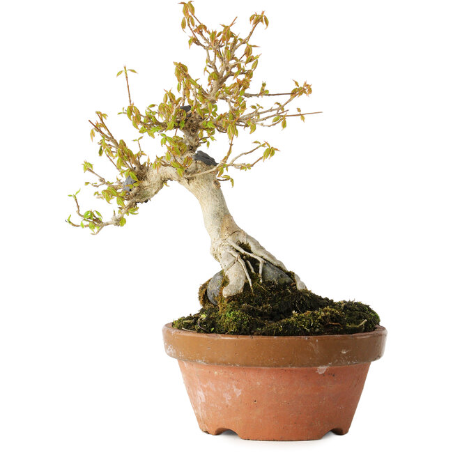 Acer buergerianum, 21 cm, ± 20 years old