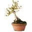 Acer buergerianum, 21 cm, ± 20 jaar oud