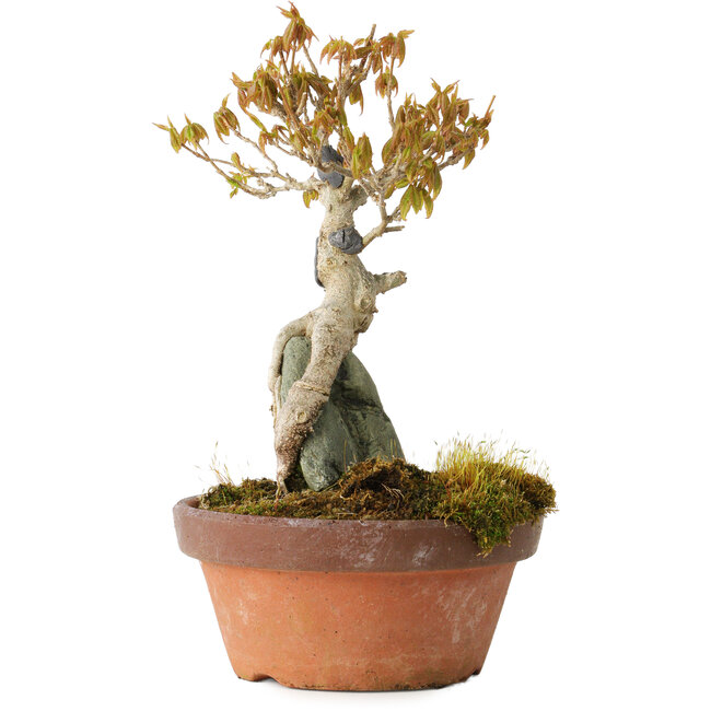 Acer buergerianum, 21 cm, ± 20 ans