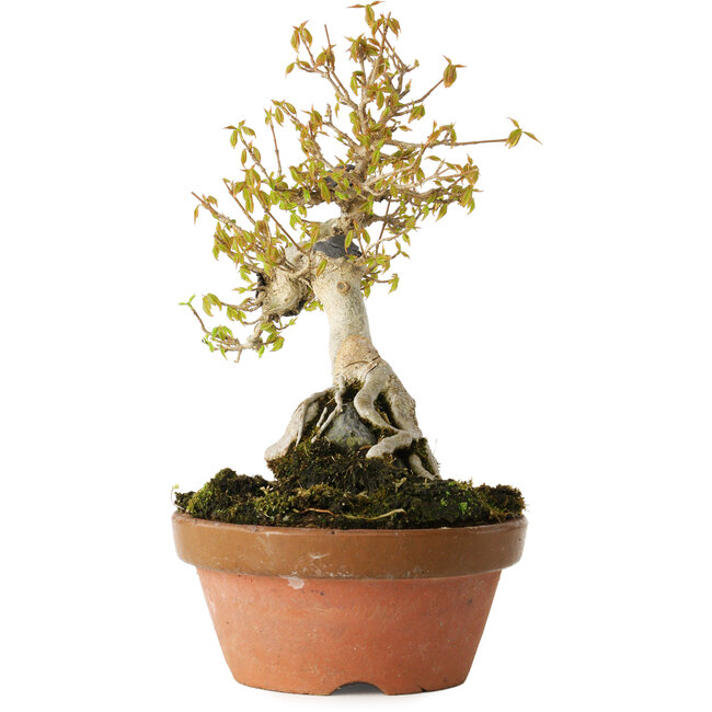 Acer buergerianum, 21 cm, ± 20 years old