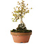 Acer buergerianum, 21 cm, ± 20 jaar oud