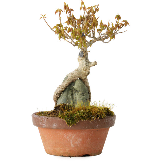 Acer buergerianum, 21 cm, ± 20 ans