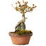 Acer buergerianum, 21 cm, ± 20 jaar oud
