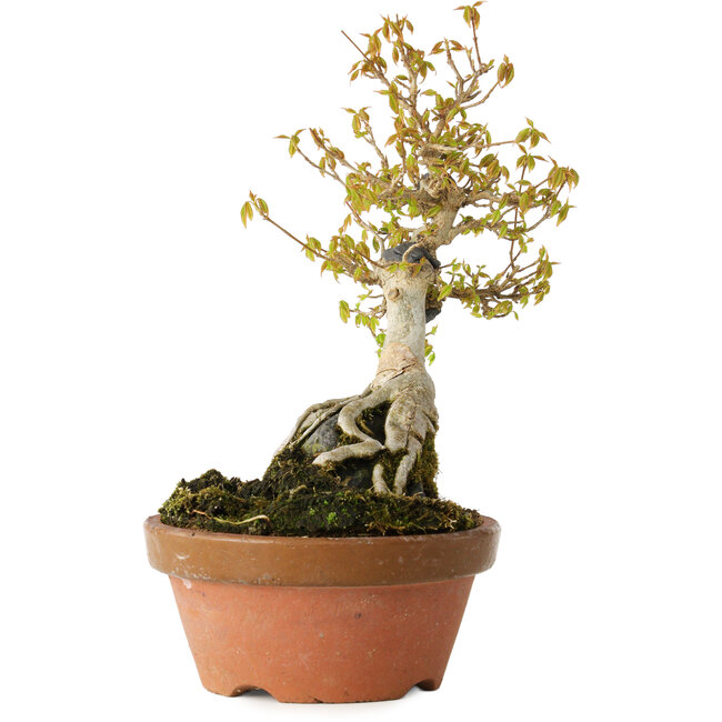 Acer buergerianum, 21 cm, ± 20 anni