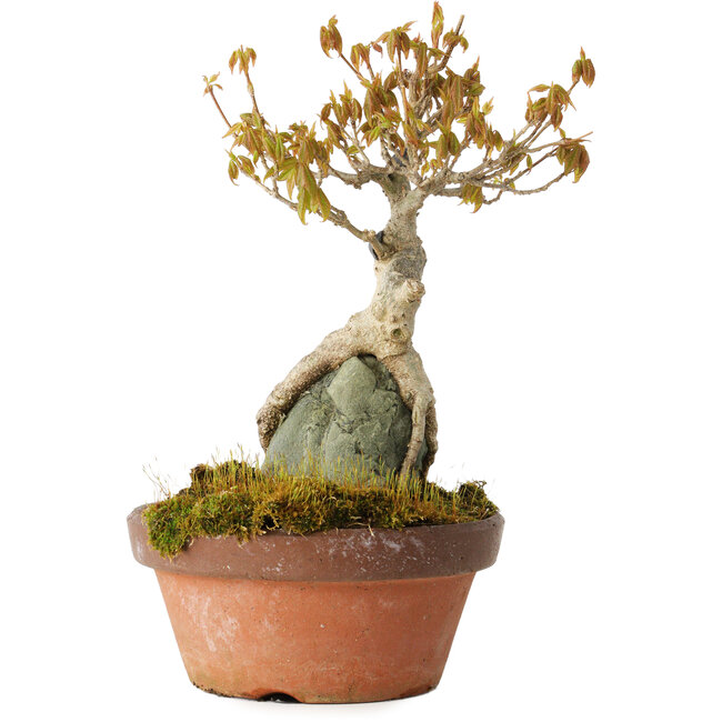 Acer buergerianum, 21 cm, ± 20 Jahre alt