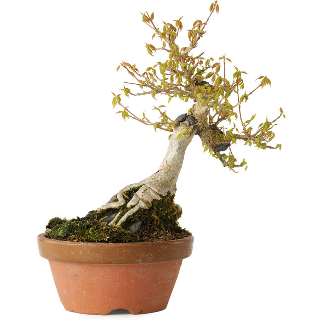 Acer buergerianum, 21 cm, ± 20 ans