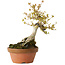 Acer buergerianum, 21 cm, ± 20 jaar oud