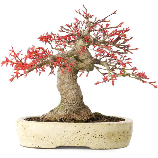 Acer palmatum Benishidori, 23,5 cm, ± 30 years old