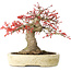 Acer palmatum Benishidori, 23,5 cm, ± 30 years old