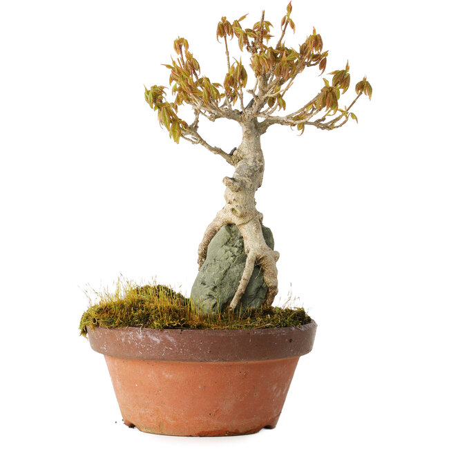 Acer buergerianum, 21 cm, ± 20 jaar oud