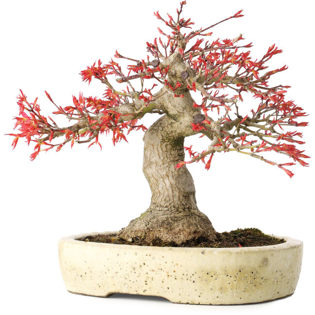 Acer palmatum Benishidori, 23,5 cm, ± 30 jaar oud