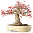 Acer palmatum Benishidori, 23,5 cm, ± 30 years old