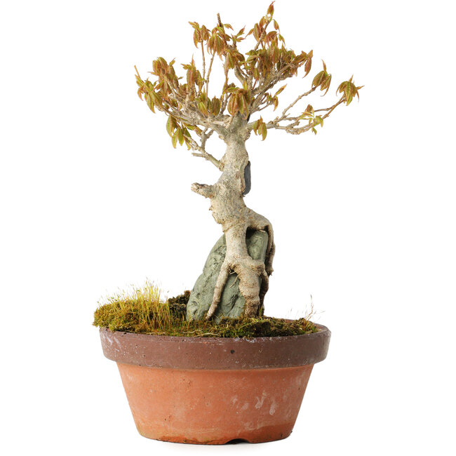 Acer buergerianum, 21 cm, ± 20 Jahre alt