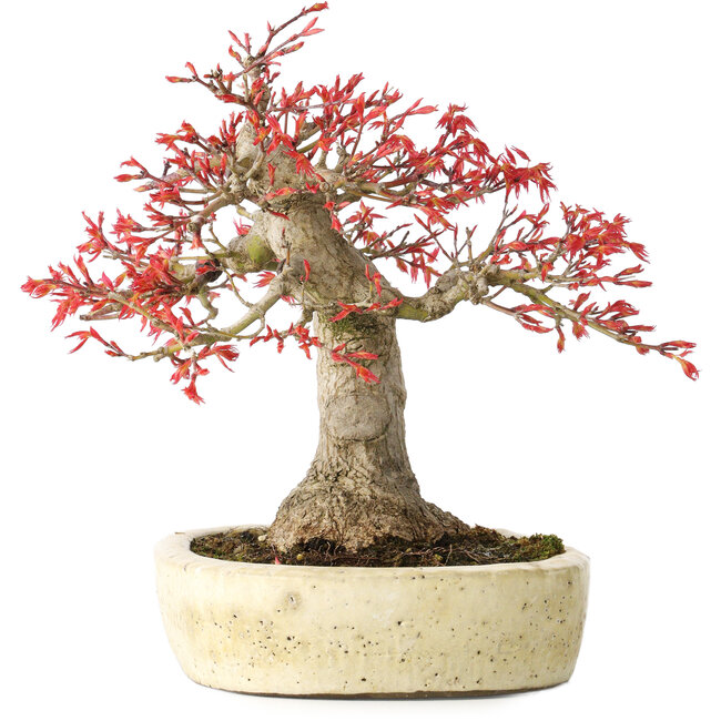 Acer palmatum Benishidori, 23,5 cm, ± 30 años