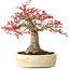 Acer palmatum Benishidori, 23,5 cm, ± 30 years old