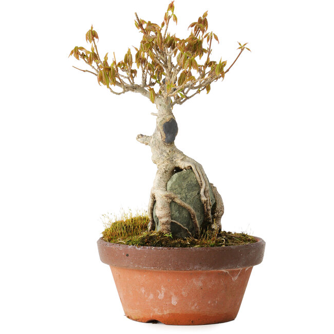 Acer buergerianum, 21 cm, ± 20 ans