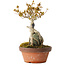 Acer buergerianum, 21 cm, ± 20 ans