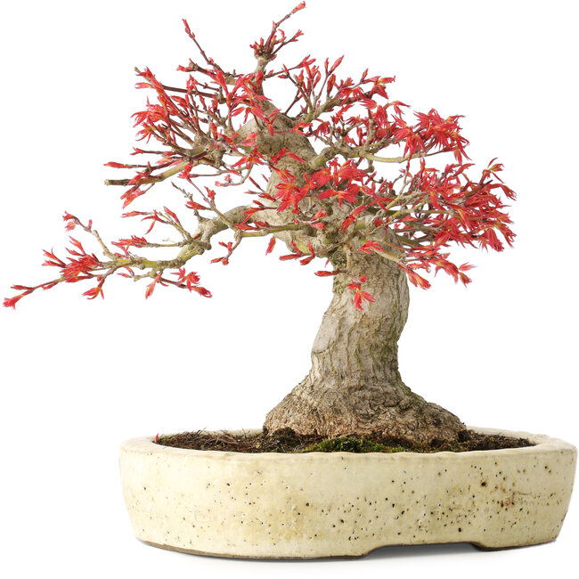 Acer palmatum Benishidori, 23,5 cm, ± 30 ans