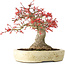 Acer palmatum Benishidori, 23,5 cm, ± 30 years old