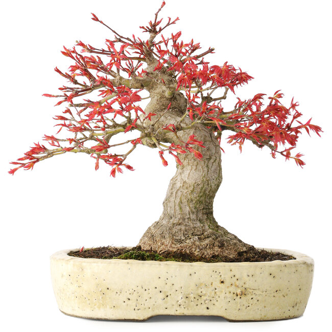 Acer palmatum Benishidori, 23,5 cm, ± 30 Jahre alt