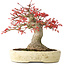 Acer palmatum Benishidori, 23,5 cm, ± 30 years old