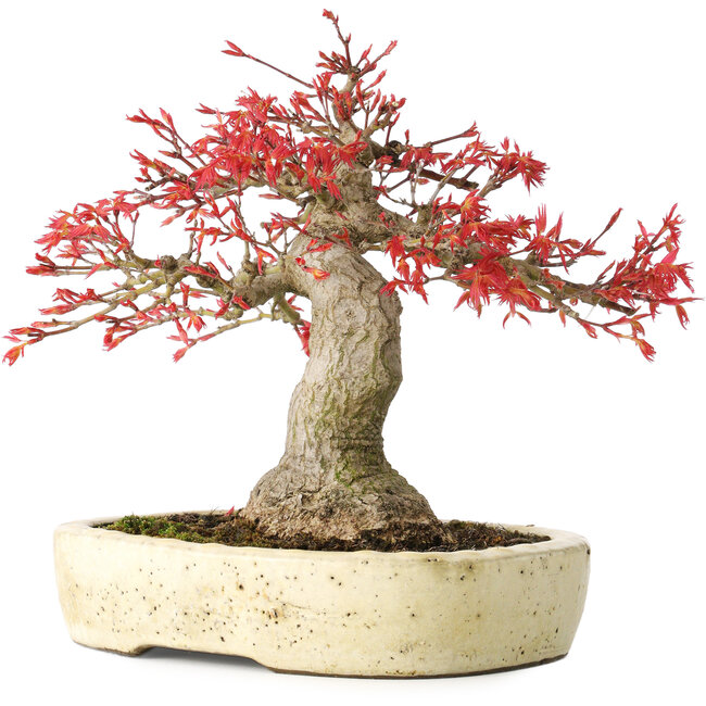 Acer palmatum Benishidori, 23,5 cm, ± 30 años