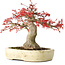 Acer palmatum Benishidori, 23,5 cm, ± 30 years old