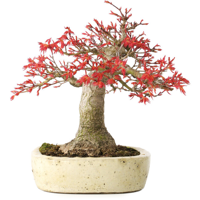 Acer palmatum Benishidori, 23,5 cm, ± 30 jaar oud