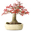 Acer palmatum Benishidori, 23,5 cm, ± 30 years old