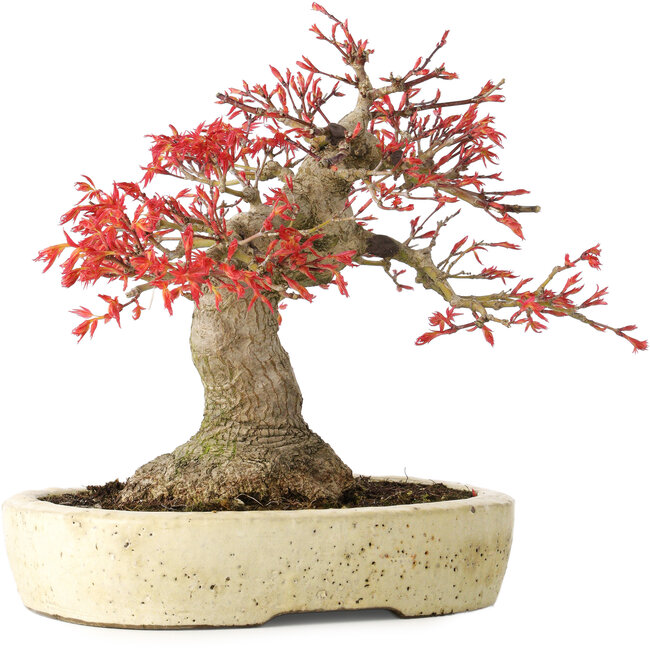 Acer palmatum Benishidori, 23,5 cm, ± 30 Jahre alt
