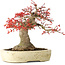 Acer palmatum Benishidori, 23,5 cm, ± 30 jaar oud