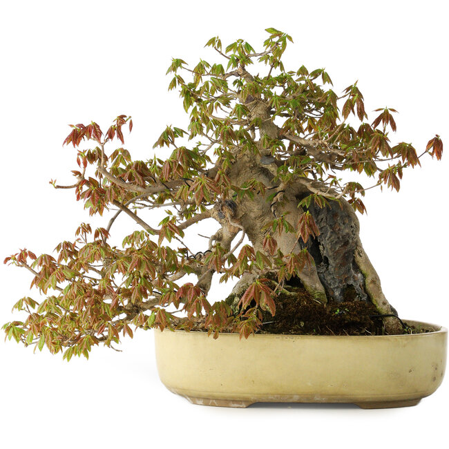 Acer buergerianum, 34,5 cm, ± 30 jaar oud, met plaatselijke schade aan de pot