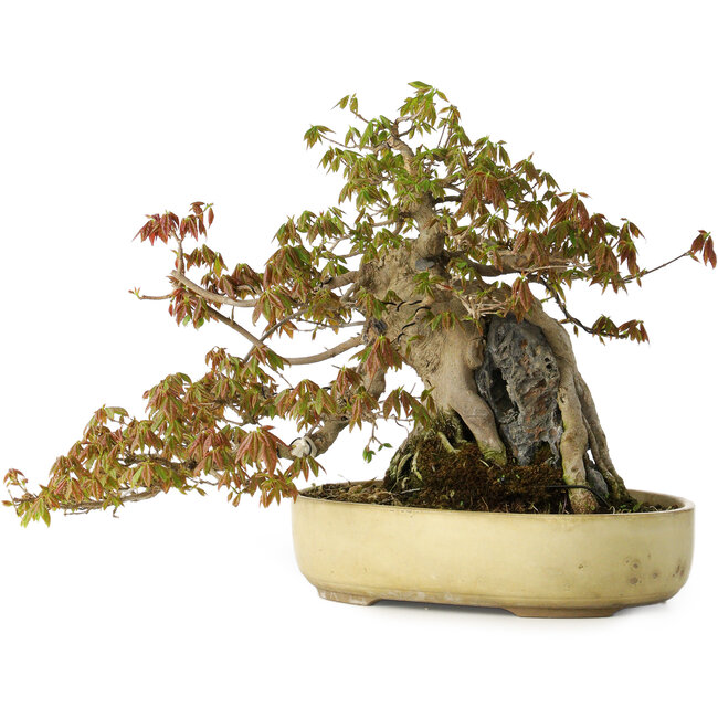 Acer buergerianum, 34,5 cm, ± 30 jaar oud, met plaatselijke schade aan de pot