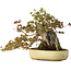 Acer buergerianum, 34,5 cm, ± 30 jaar oud, met plaatselijke schade aan de pot