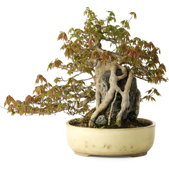 Acer buergerianum, 34,5 cm, ± 30 Jahre alt, mit oberflächlichen Schäden am Topf