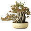 Acer buergerianum, 34,5 cm, ± 30 years old, with topical damage on the pot