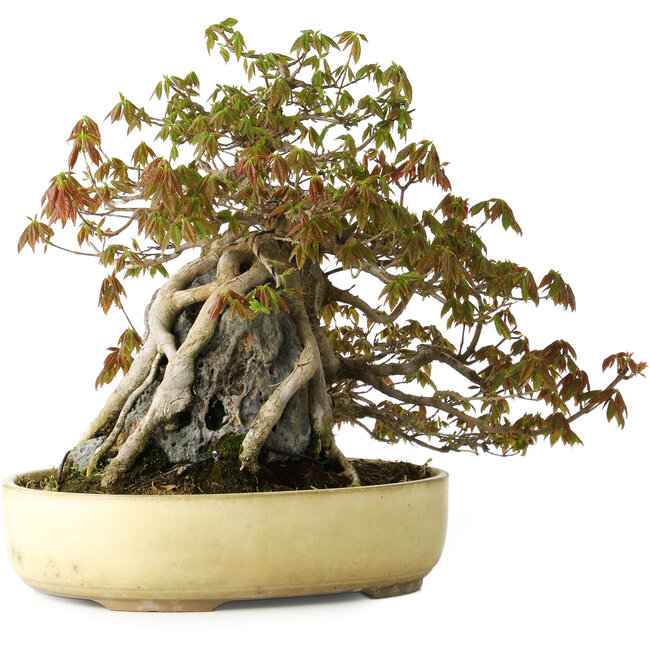 Acer buergerianum, 34,5 cm, ± 30 anni, con danni topici sul vaso