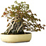 Acer buergerianum, 34,5 cm, ± 30 jaar oud, met plaatselijke schade aan de pot