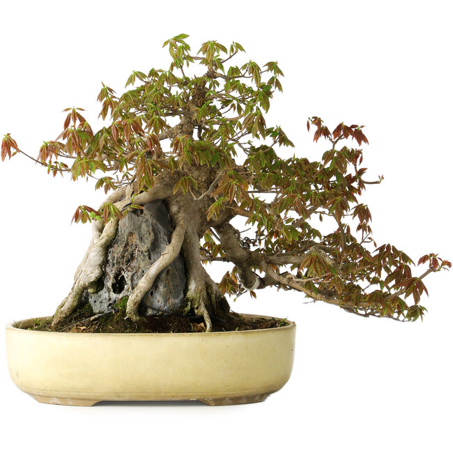 Acer buergerianum, 34,5 cm, ± 30 anni, con danni topici sul vaso