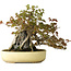Acer buergerianum, 34,5 cm, ± 30 jaar oud, met plaatselijke schade aan de pot