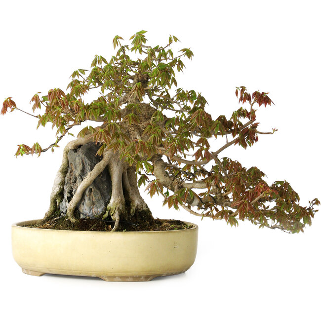 Acer buergerianum, 34,5 cm, ± 30 ans, avec des dommages topiques sur le pot
