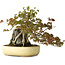 Acer buergerianum, 34,5 cm, ± 30 jaar oud, met plaatselijke schade aan de pot