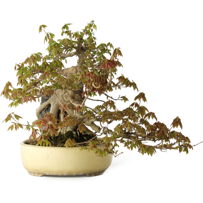 Acer buergerianum, 34,5 cm, ± 30 ans, avec des dommages topiques sur le pot