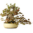 Acer buergerianum, 34,5 cm, ± 30 jaar oud, met plaatselijke schade aan de pot